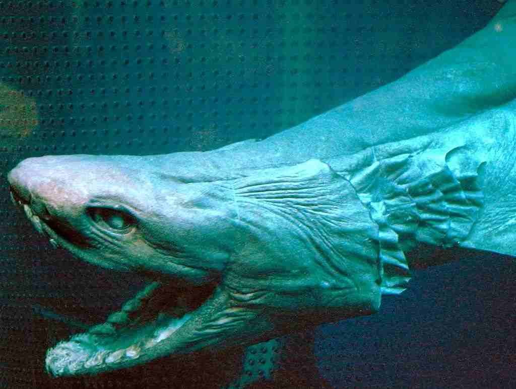 Frilled shark head Ikan Hiu Berjumbai ikan hiu aneh