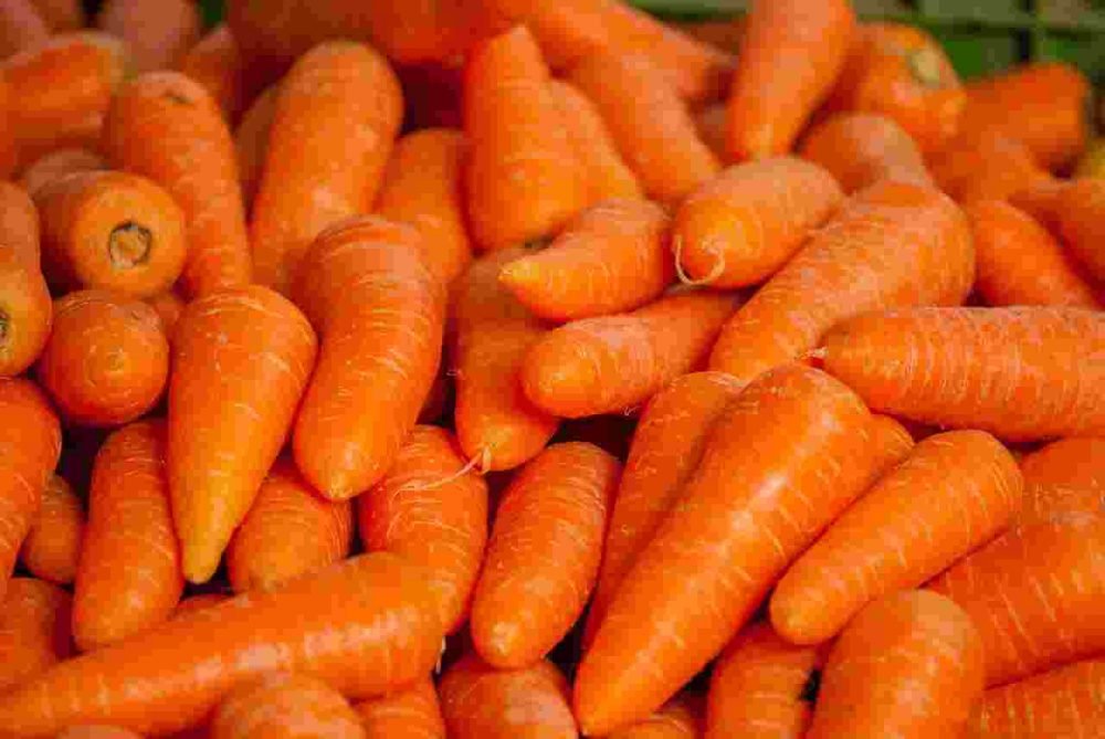 Wortel kaya vitamin beta karoten