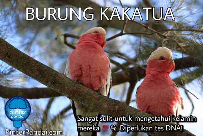 Burung Kakatua