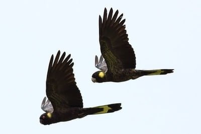 Kakatua Hitam Ekor Kuning (Calyptorhynchus funereus)