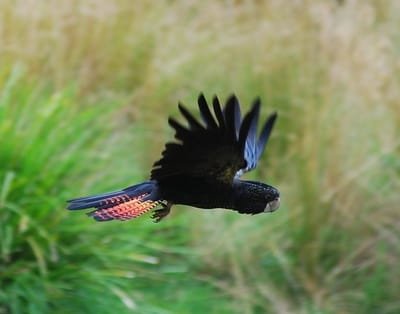 Kakatua Hitam Ekor Merah (Calyptorhynchus banksii)