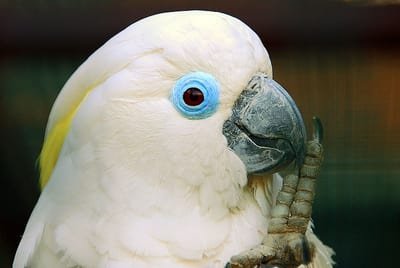 Kakatua Mata Biru (Cacatua ophthalmica)