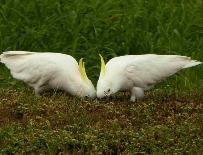 Burung Kakatua
