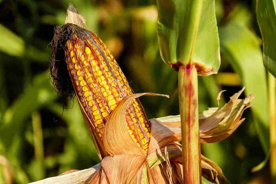 Bagaimana Cara Menjalankan Mobil Dengan Bahan Bakar Jagung