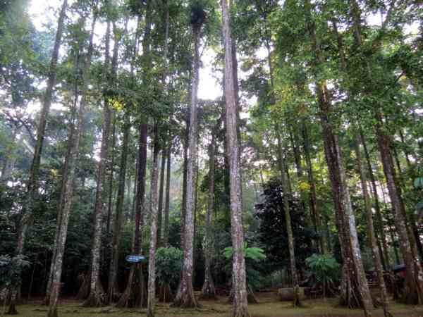 Hutan CIFOR