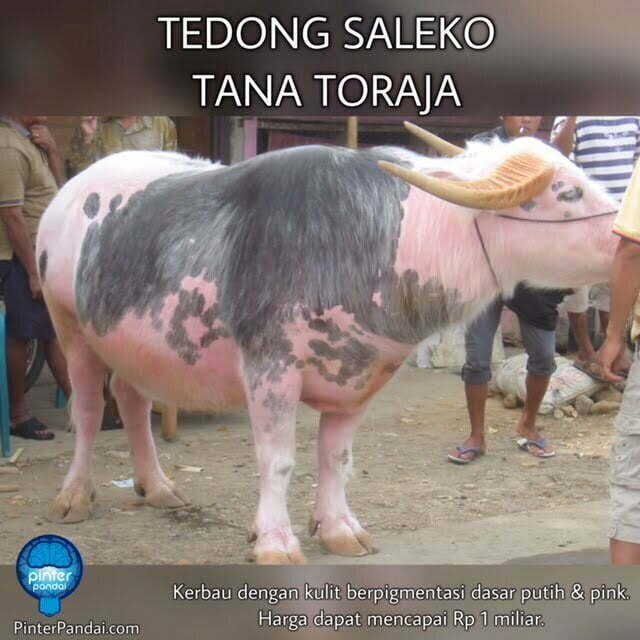 Tedong Saleko - Kerbau Putih - Tana Toraja