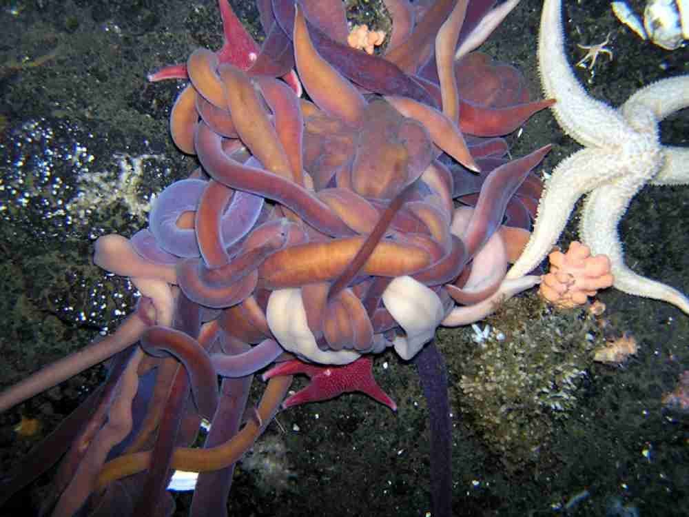 Cacing air Nemertea Proboscis