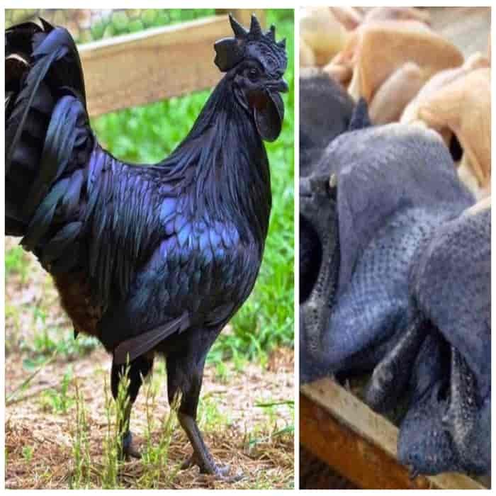 Ayam Kedu