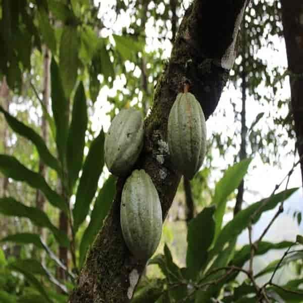 Pohon cokelat