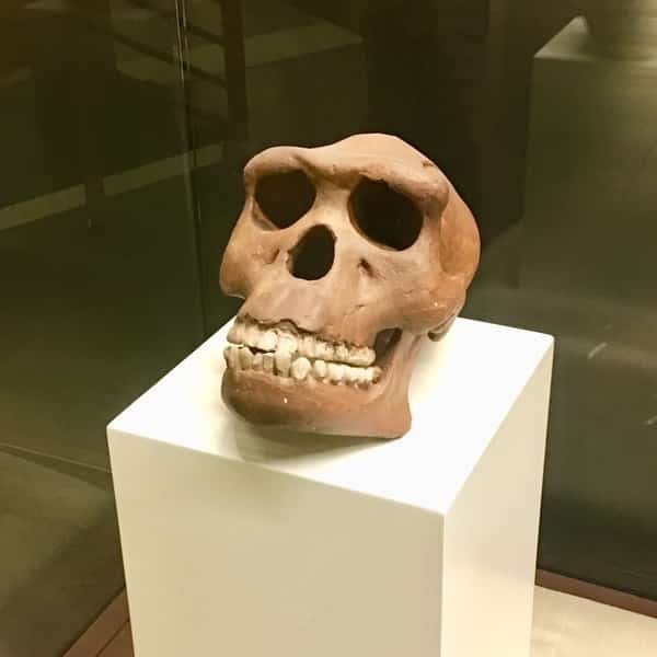 Manusia Jawa