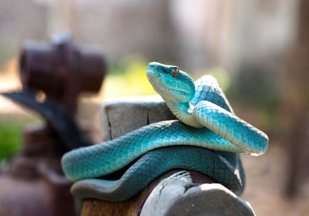 Ular trimeresurus insularis biru