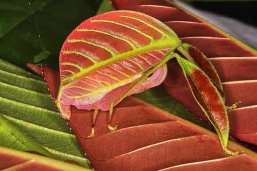 Serangga Eulophophyllum kirki Sabah Borneo Kamuflase