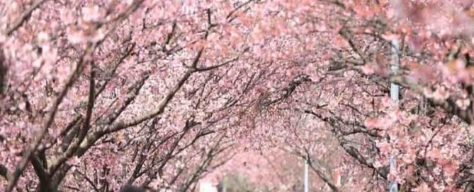 Tokyo Cherry Blossom