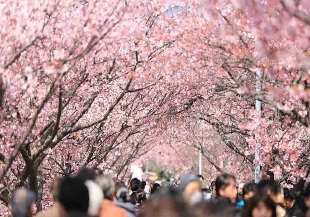 Tokyo Cherry Blossom