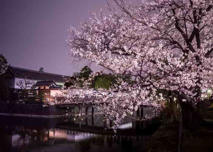 Tokyo bunga sakura mekar