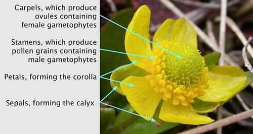 Bunga Ranunculus glaberrimus merupakan bunga lengkap