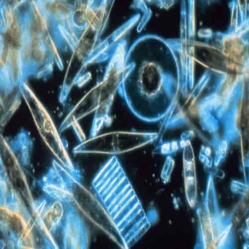 Diatom laut terlihat di bawah mikroskop