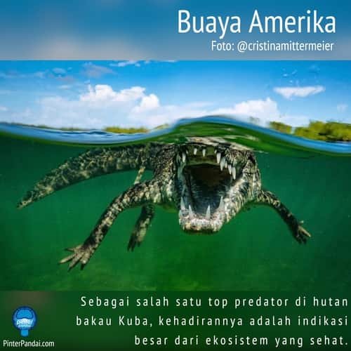 Ekosistem - Buaya Amerika