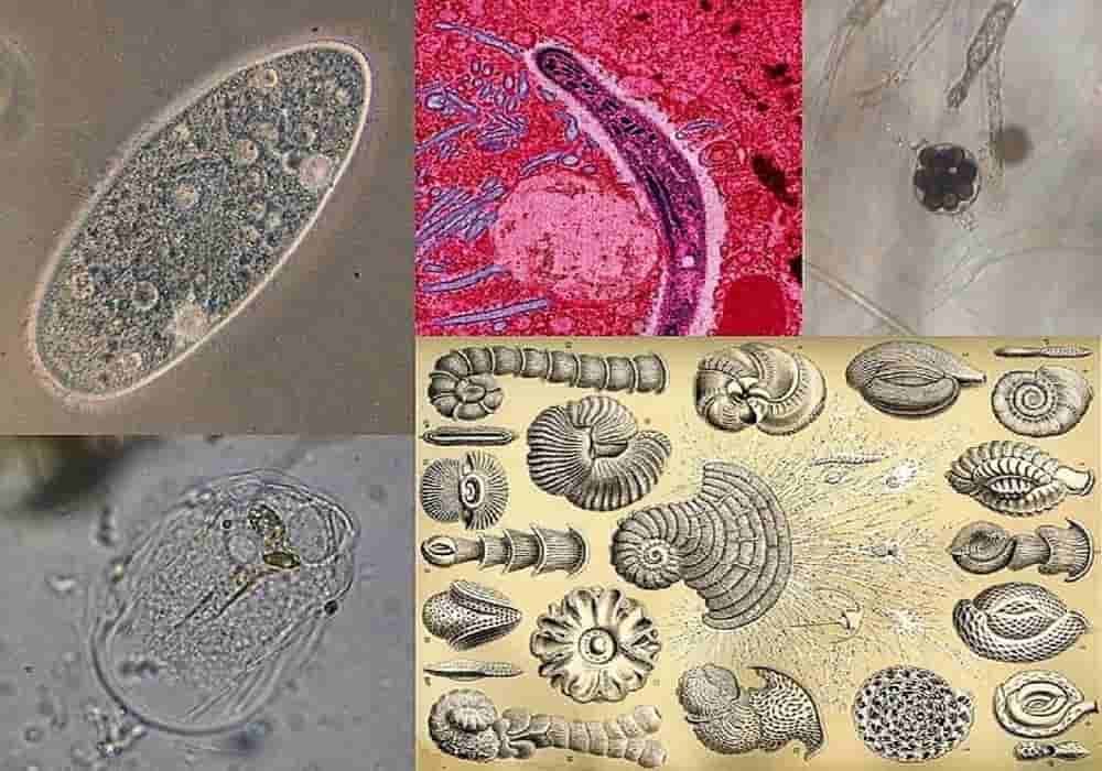 Protista Makhluk Hidup Bersel  Satu Banyak Contoh Klasifikasi Ilmiah