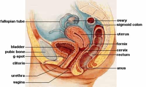 Sistem reproduksi wanita - vagina