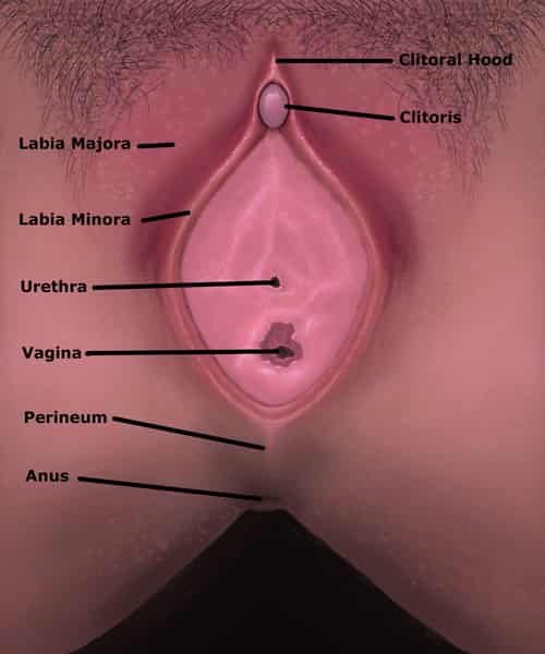 Sistem reproduksi wanita - vulva