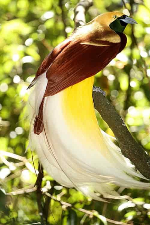 Burung Cendrawasih