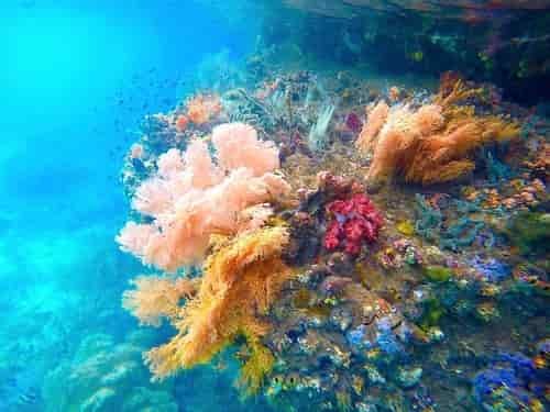 Terumbu karang lunak antara Gam dan Waigeo, Raja Ampat