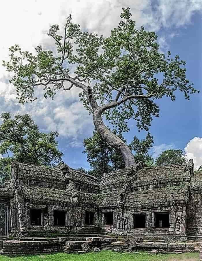 Candi Ta Prohm - Kamboja | Tempat Wisata di Kamboja