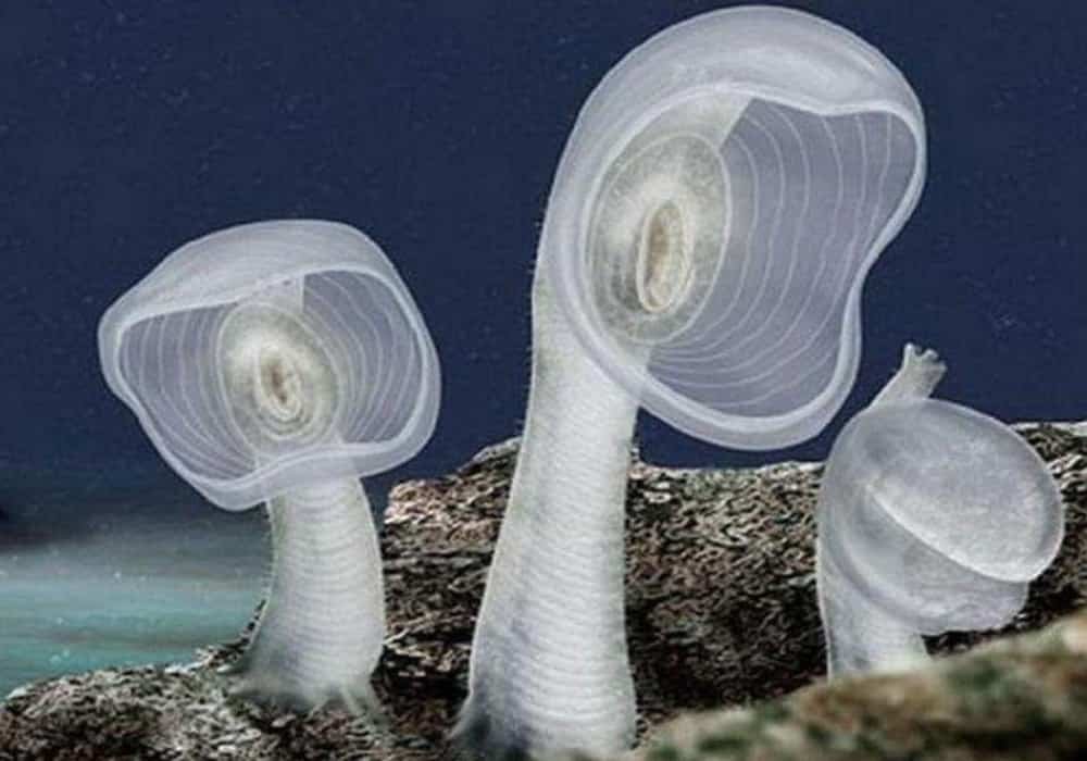 Hewan karnivora Megalodicopia hians