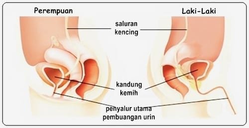 Kandung kemih pria wanita