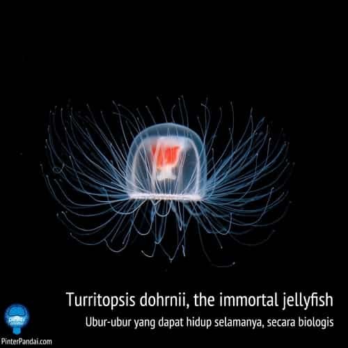 Ubur-Ubur Abadi Turritopsis dohrnii