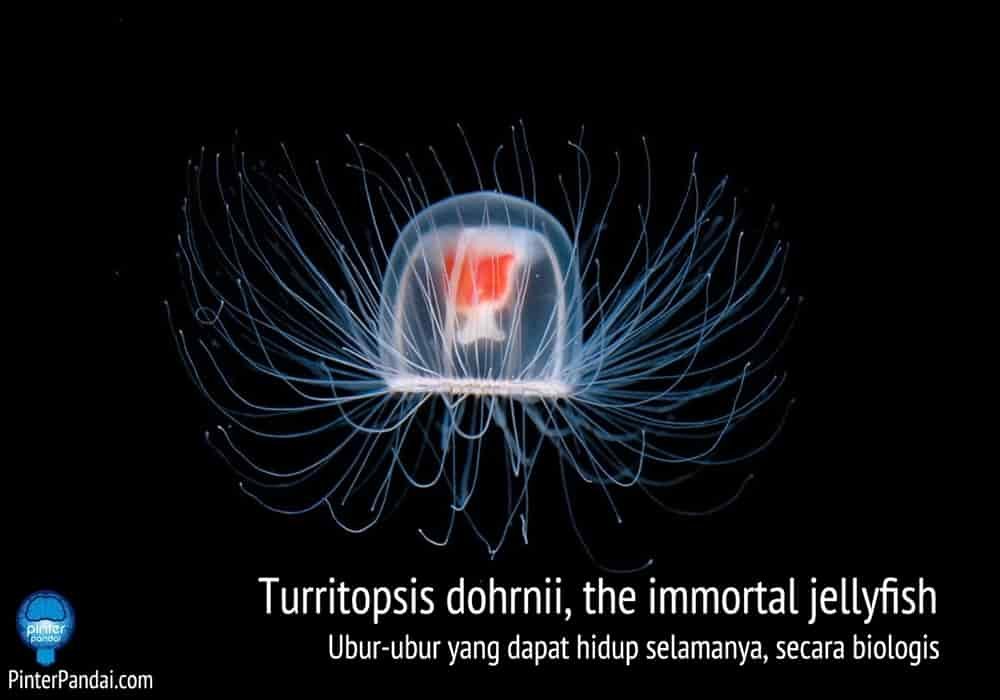 Ubur-ubur unik Turritopsis dohrnii