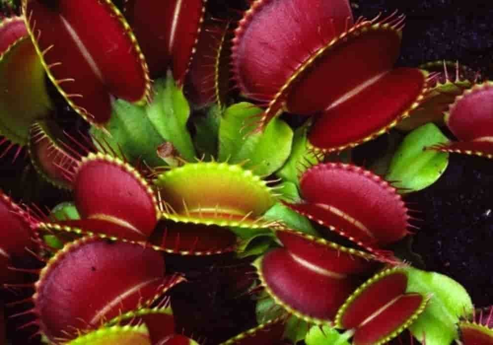 Venus fly trap - dionaea muscica