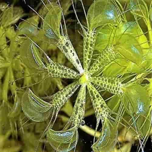 Waterwheel Plant (Aldrovanda vesiculosa)