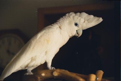 Kakatua Ducorps (Solomons cockatoo / Cacatua ducorpsii)