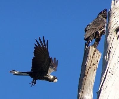 Kakatua Hitam Paruh Pendek (Calyptorhynchus latirostris)