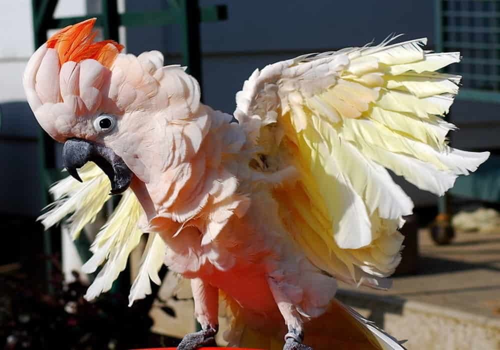 Kakatua Seram - Maluku (Cacatua moluccensis)