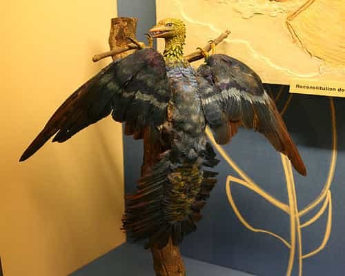 Dinosaurus archaeopteryx