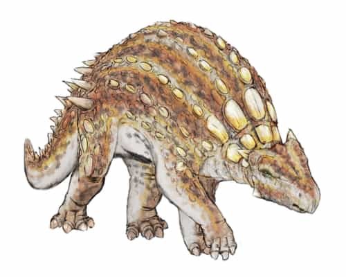 Dinosaurus minmi