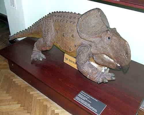 Dinosaurus protoceratops