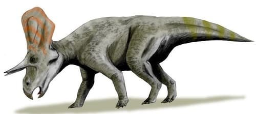 Dinosaurus zuniceratops