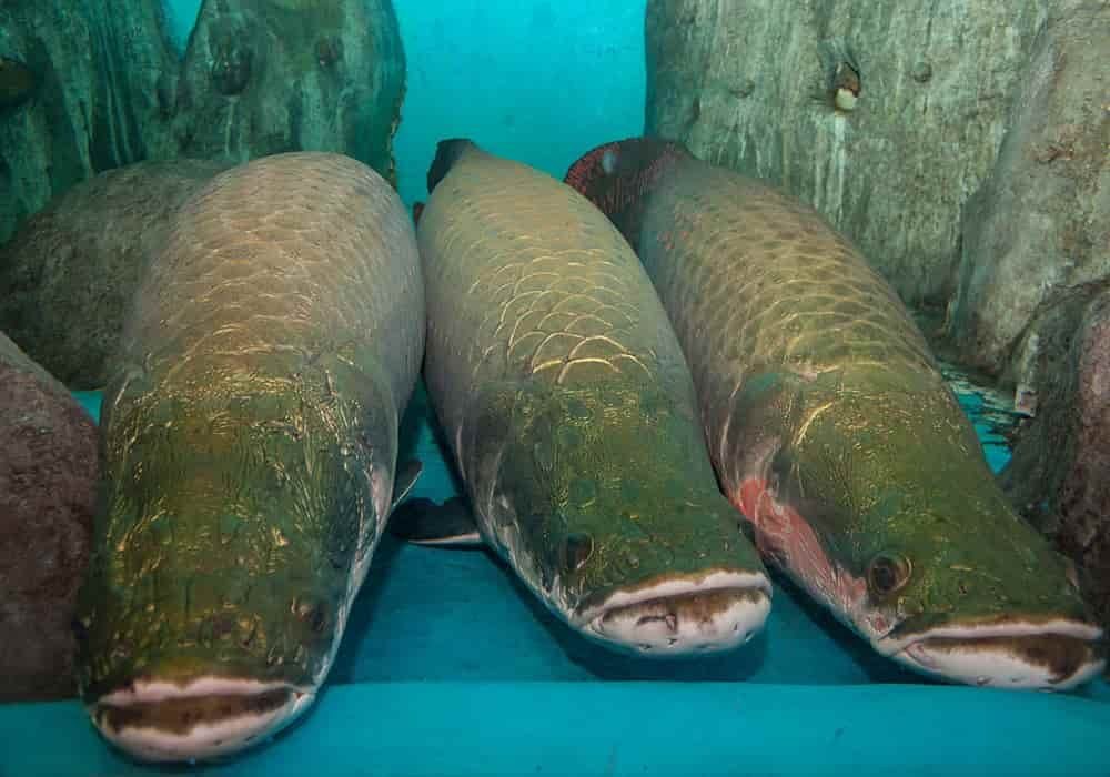 Ikan Arapaima