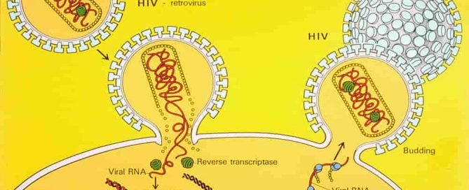 Ilustrasi siklus hidup AIDS