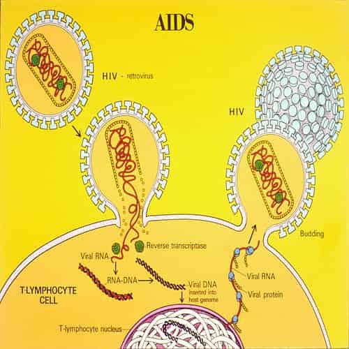 Ilustrasi siklus hidup pada AIDS