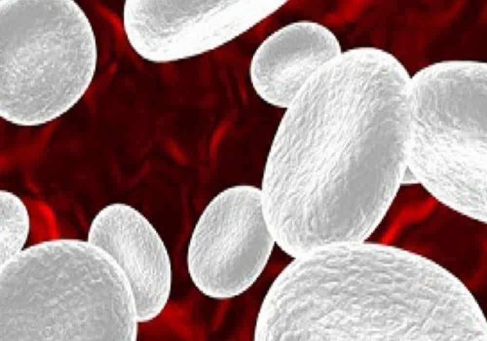 Makanan penambah sel darah putih