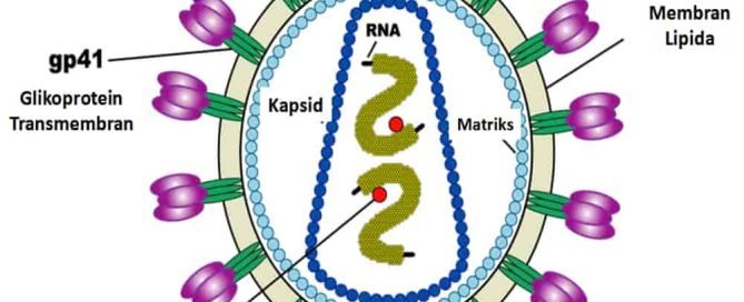 Virus HIV