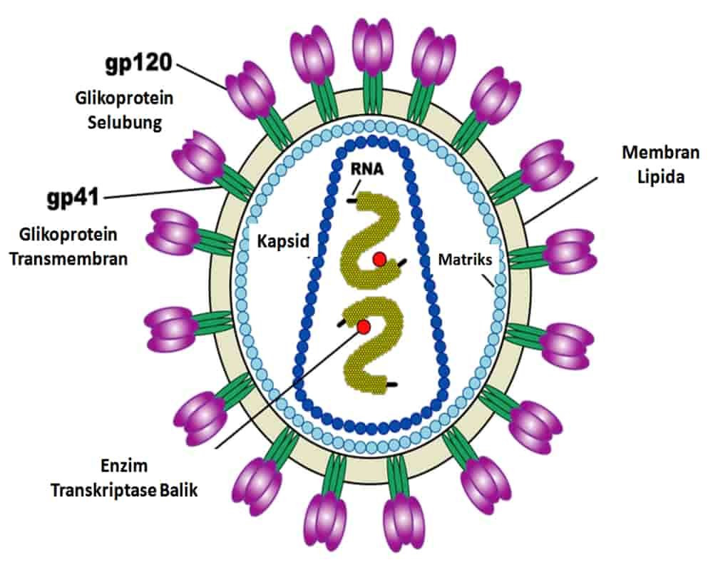 Penularan dan Penyebab Virus  HIV  Human Immunodeficiency 