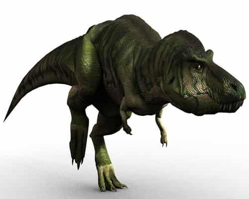 Tyrannosaurus rex trex