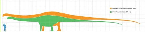 Ukuran perbandingan diplodocus