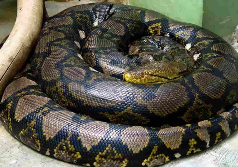 Ular Python Fakta dan Jenis Ular Sanca atau Ular Piton - Sanca Kembang / Batik, Ind...